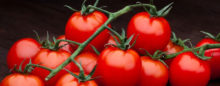 Healthy-Tomatos